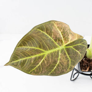 Alocasia 'Regal Shields' aurea variegated (wk34-L45)