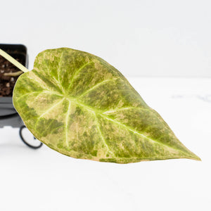 Alocasia 'Regal Shields' aurea variegated (wk34-L45)