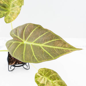Alocasia 'Regal Shields' aurea variegated (wk34-L45)