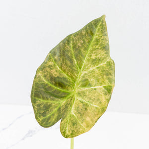Alocasia 'Regal Shields' aurea variegated (wk34-L45)