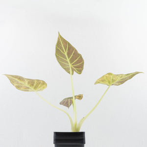 Alocasia 'Regal Shields' aurea variegated (wk34-L45)