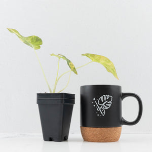 Alocasia 'Regal Shields' Aurea Variegated (wk36-L231)