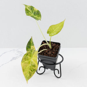 Alocasia 'Regal Shields' Aurea Variegated (wk36-L231)