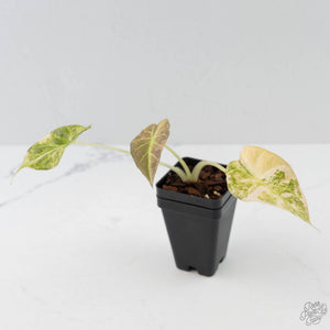 Alocasia 'Regal Shields' Aurea Variegated (wk43-L231)