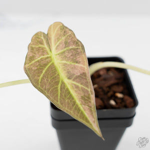 Alocasia 'Regal Shields' Aurea Variegated (wk43-L231)