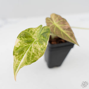 Alocasia 'Regal Shields' Aurea Variegated (wk43-L231)