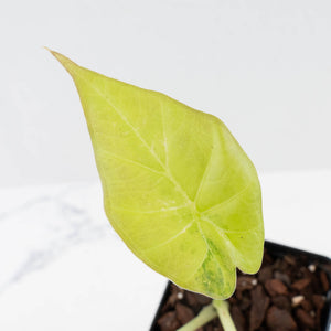 Alocasia 'Regal Shields' Aurea Variegated (wk36-L231)