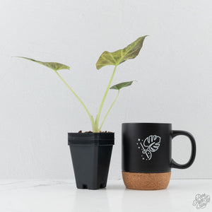 Alocasia 'Regal Shields' aurea variegated (wk26-E)