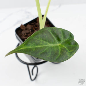 Alocasia 'Regal Shields' aurea variegated (wk26-E)