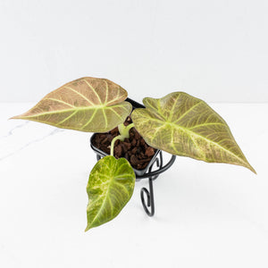 Alocasia 'Regal Shields' aurea variegated (wk34-L58)