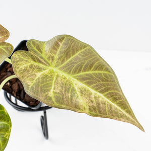 Alocasia 'Regal Shields' aurea variegated (wk34-L58)