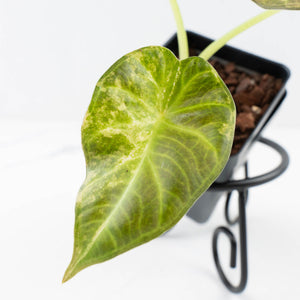 Alocasia 'Regal Shields' aurea variegated (wk34-L58)