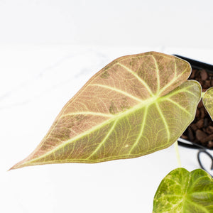 Alocasia 'Regal Shields' aurea variegated (wk34-L58)