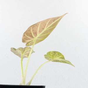 Alocasia 'Regal Shields' aurea variegated (wk34-L58)