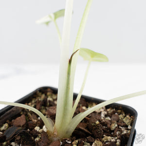Alocasia 'Regal Shields' albo variegated (wk24-D)