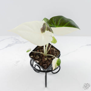 Alocasia 'Regal Shields' albo variegated (wk24-D)