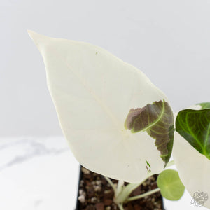 Alocasia 'Regal Shields' albo variegated (wk24-D)
