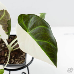 Alocasia 'Regal Shields' albo variegated (wk24-D)