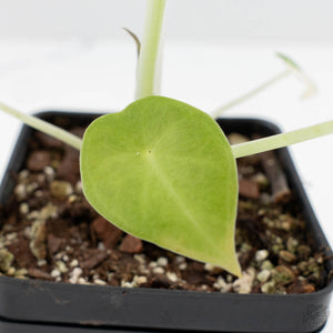 Alocasia 'Regal Shields' albo variegated (wk24-D)