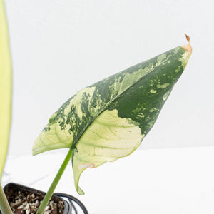 Alocasia Reginae Variegated (wk30-UM)