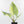 Alocasia Reginae Variegated (wk30-UM)