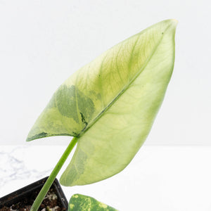 Alocasia Reginae Variegated (wk30-UM)