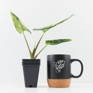 Alocasia Reginae Albo Variegated (wk35-U108)