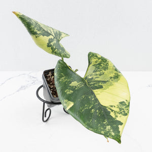 Alocasia Reginae Albo Variegated (wk35-U108)