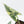 Alocasia Reginae Albo Variegated (wk35-U108)