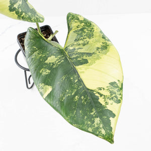 Alocasia Reginae Albo Variegated (wk35-U108)