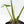 Alocasia Reginae Albo Variegated (wk35-U108)