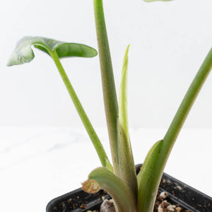 Alocasia Reginae Albo Variegated (wk35-U108)
