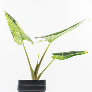 Alocasia Reginae Albo Variegated (wk35-U108)