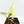 Alocasia Reginae Albo Variegated (wk19-UD)