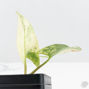Alocasia Reginae Albo Variegated (wk19-UD)