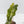 Alocasia Sanderiana Aurea Variegated (aka 'Pseudosanderiana') (wk42-L368)