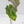 Alocasia Sanderiana Aurea Variegated (aka 'Pseudosanderiana') (wk42-L368)