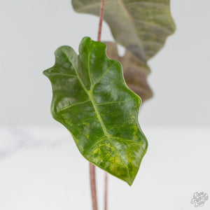 Alocasia Sanderiana Aurea Variegated (aka 'Pseudosanderiana') (wk42-L368)