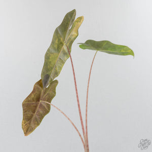 Alocasia Sanderiana Aurea Variegated (aka 'Pseudosanderiana') (wk42-L368)