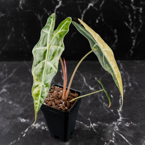 Alocasia Amazonica Aurea Variegated (wk43-L399)