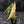 Alocasia Amazonica Aurea Variegated (wk43-L399)