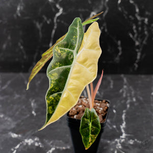 Alocasia Amazonica Aurea Variegated (wk43-L399)
