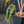 Alocasia Amazonica Aurea Variegated (wk43-L399)