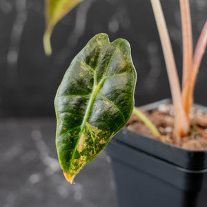 Alocasia Amazonica Aurea Variegated (wk43-L399)