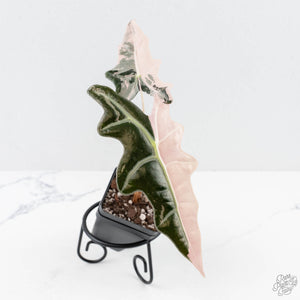 Alocasia Sanderiana Pink Variegated 'Nobilis' (wk25-I)