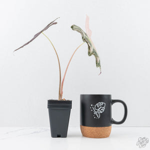 Alocasia Sanderiana Pink Variegated 'Nobilis' (wk20-P)