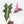 Alocasia Sanderiana Pink Variegated 'Nobilis' (wk20-P)