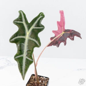 Alocasia Sanderiana Pink Variegated 'Nobilis' (wk20-P)