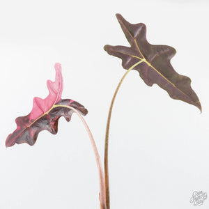 Alocasia Sanderiana Pink Variegated 'Nobilis' (wk20-P)