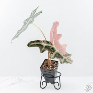 Alocasia Sanderiana Pink Variegated 'Nobilis' (wk20-P)